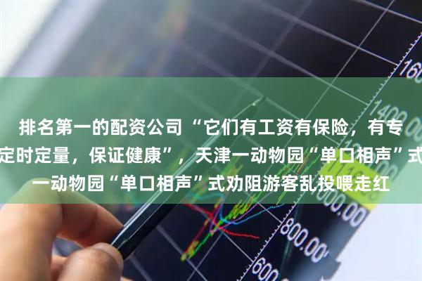 排名第一的配资公司 “它们有工资有保险，有专门大夫给体检，吃饭定时定量，保证健康”，天津一动物园“单口相声”式劝阻游客乱投喂走红