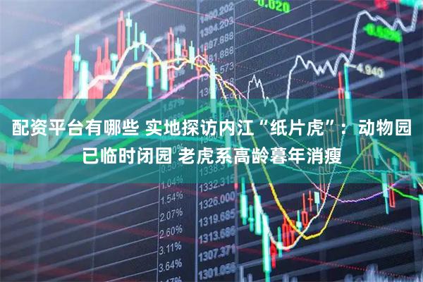 配资平台有哪些 实地探访内江“纸片虎”：动物园已临时闭园 老虎系高龄暮年消瘦